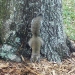 swuirrel