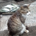 chinese-caatnets