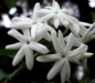 jasmine