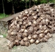 taro