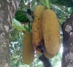 fruit